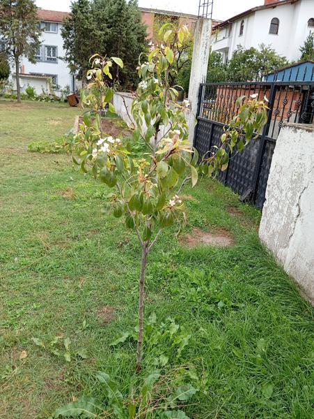 İlan Görseli https://cdn.ilanlar.com/images/l1/l2/{width}/{height}/30004386_1760440322359036657.jpg