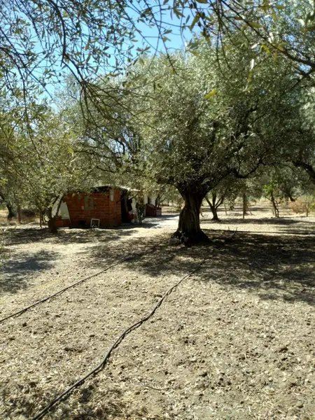 İlan Görseli https://cdn.ilanlar.com/images/l1/l2/{width}/{height}/30004792_1761216087224009574.jpg