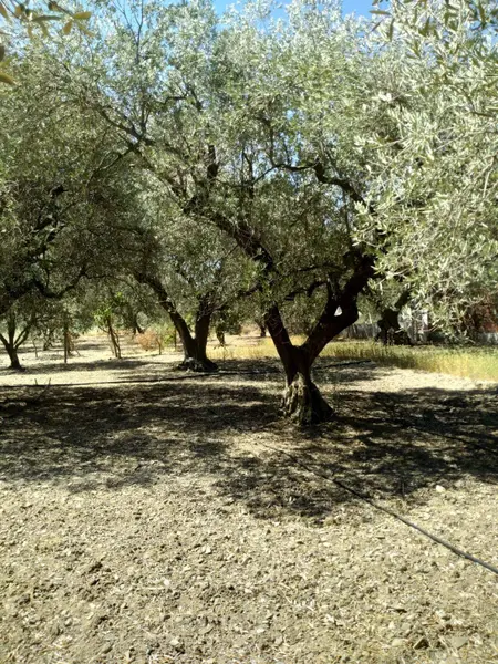 İlan Görseli https://cdn.ilanlar.com/images/l1/l2/{width}/{height}/30004792_1761216087624709310.jpg