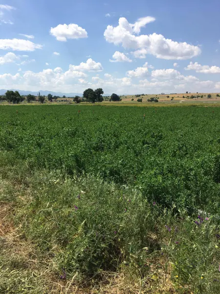 İlan Görseli https://cdn.ilanlar.com/images/l1/l2/{width}/{height}/30005086_1761926842399213529.jpg