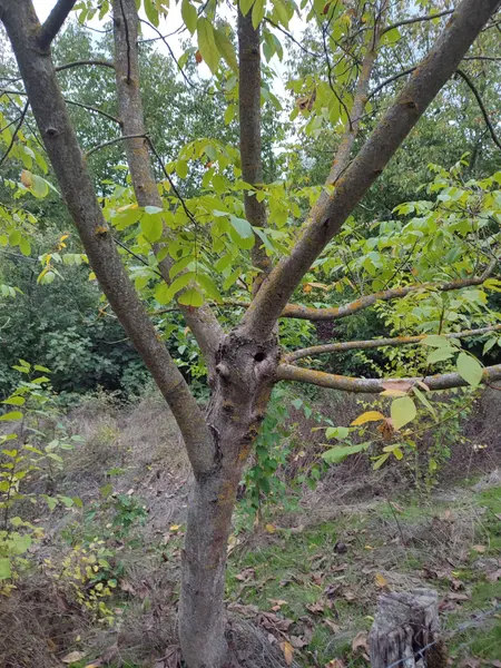 İlan Görseli https://cdn.ilanlar.com/images/l1/l2/{width}/{height}/30005092_1761932647983002176.jpg