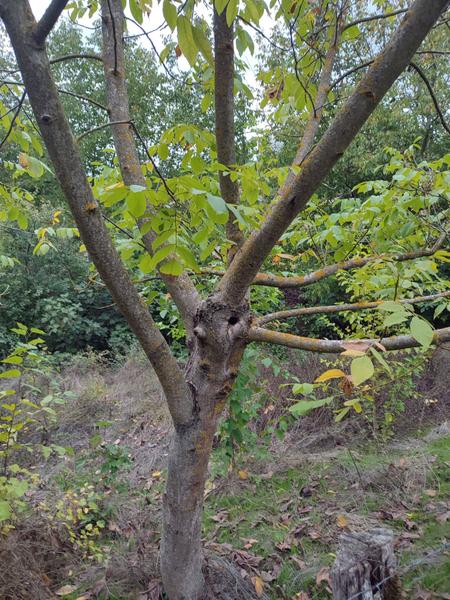 İlan Görseli https://cdn.ilanlar.com/images/l1/l2/{width}/{height}/30005092_1761932647983002176.jpg