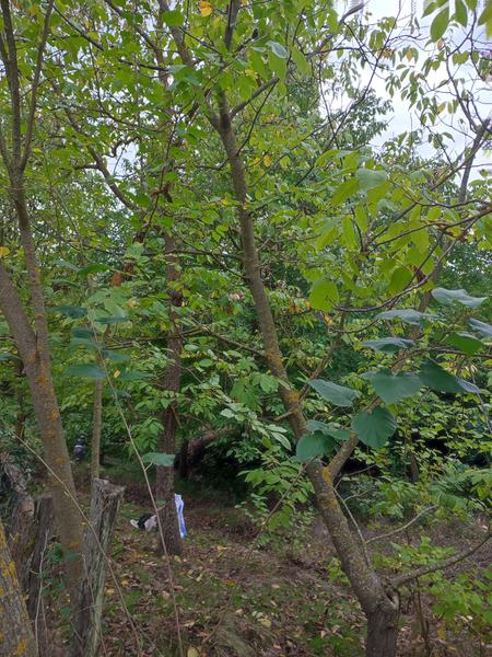 İlan Görseli https://cdn.ilanlar.com/images/l1/l2/{width}/{height}/30005092_1761932649243903567.jpg