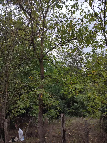 İlan Görseli https://cdn.ilanlar.com/images/l1/l2/{width}/{height}/30005092_1761932650572884225.jpg