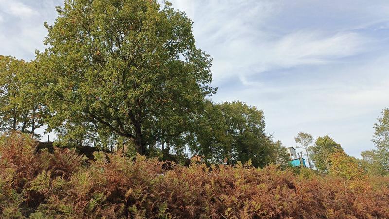 İlan Görseli https://cdn.ilanlar.com/images/l1/l2/{width}/{height}/30005190_1762141034504407209.jpg