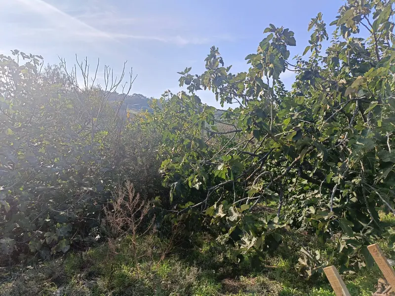 İlan Görseli https://cdn.ilanlar.com/images/l1/l2/{width}/{height}/30005276_1762350371163051038.jpg