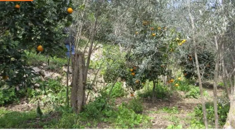 İlan Görseli https://cdn.ilanlar.com/images/l1/l2/{width}/{height}/30005312_1762544093366765255.jpg