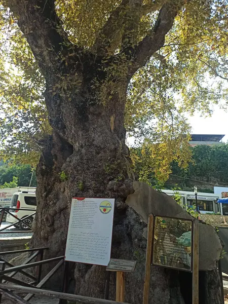 İlan Görseli https://cdn.ilanlar.com/images/l1/l2/{width}/{height}/30005312_1762544102940060311.jpg