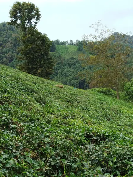 İlan Görseli https://cdn.ilanlar.com/images/l1/l2/{width}/{height}/30005361_1762714543972913315.jpg