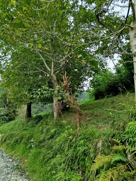 İlan Görseli https://cdn.ilanlar.com/images/l1/l2/{width}/{height}/30005361_1762714546372914919.jpg