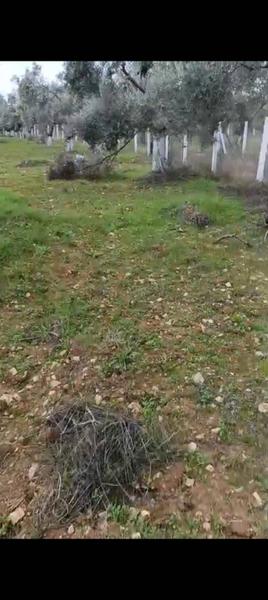 İlan Görseli https://cdn.ilanlar.com/images/l1/l2/{width}/{height}/30005375_1762788721541465869.jpg