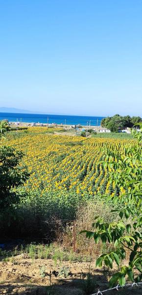 İlan Görseli https://cdn.ilanlar.com/images/l1/l2/{width}/{height}/30005665_1763667594543525102.jpg