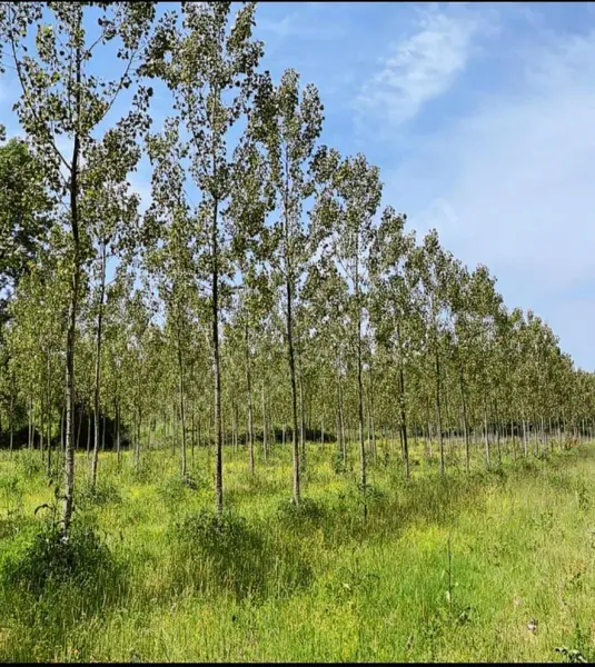 İlan Görseli https://cdn.ilanlar.com/images/l1/l2/{width}/{height}/30005703_1763746717226221621.jpg