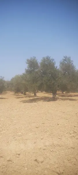 İlan Görseli https://cdn.ilanlar.com/images/l1/l2/{width}/{height}/30005887_1764247193809056741.jpg