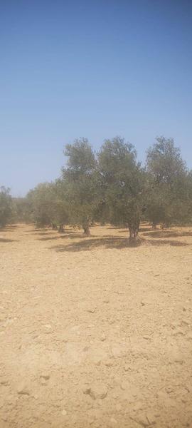 İlan Görseli https://cdn.ilanlar.com/images/l1/l2/{width}/{height}/30005887_1764247193809056741.jpg