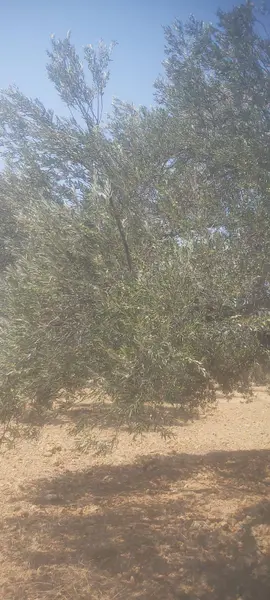 İlan Görseli https://cdn.ilanlar.com/images/l1/l2/{width}/{height}/30005887_1764247194342715787.jpg