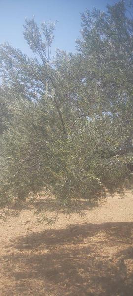 İlan Görseli https://cdn.ilanlar.com/images/l1/l2/{width}/{height}/30005887_1764247194342715787.jpg