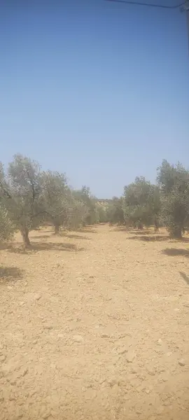 İlan Görseli https://cdn.ilanlar.com/images/l1/l2/{width}/{height}/30005887_1764247194704812348.jpg