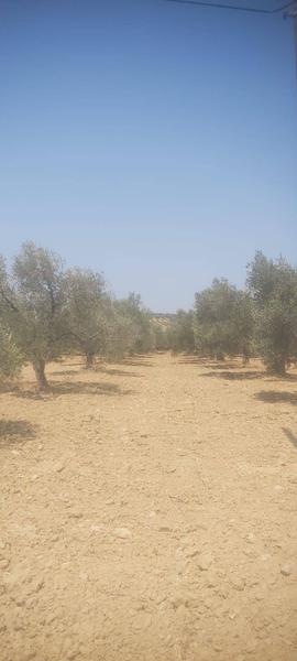 İlan Görseli https://cdn.ilanlar.com/images/l1/l2/{width}/{height}/30005887_1764247194704812348.jpg