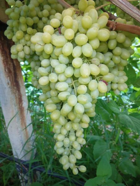 İlan Görseli https://cdn.ilanlar.com/images/l1/l2/{width}/{height}/30006439_1767029739818950734.jpg