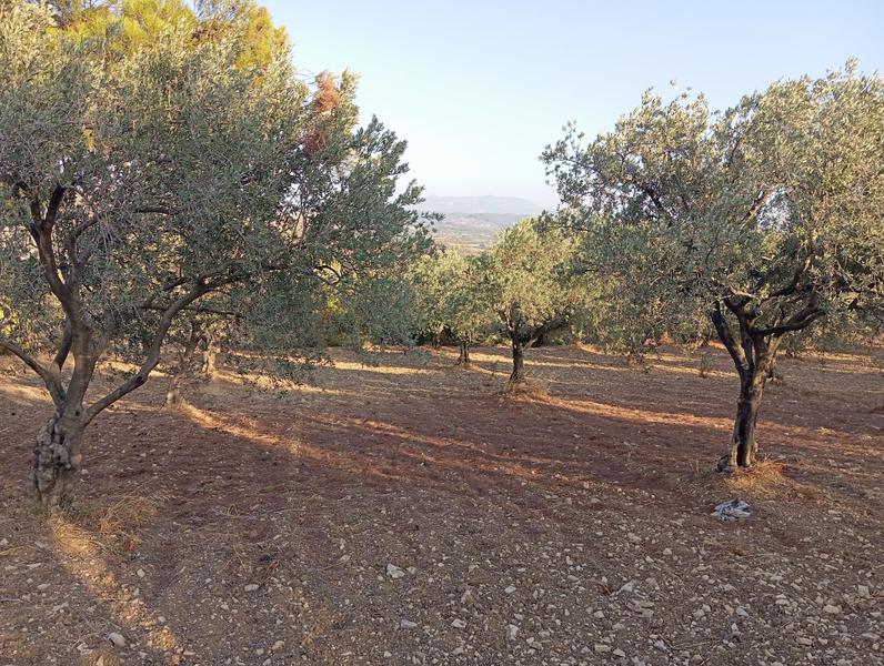 İlan Görseli https://cdn.ilanlar.com/images/l1/l2/{width}/{height}/30006865_1766819655898016775.jpg