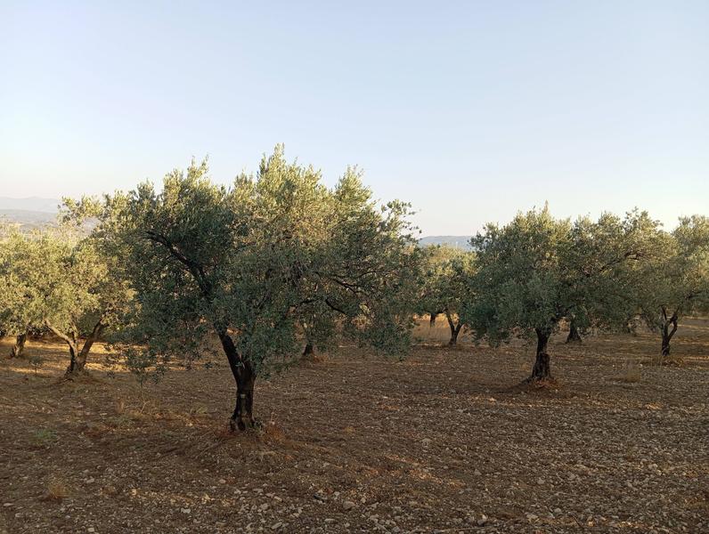 İlan Görseli https://cdn.ilanlar.com/images/l1/l2/{width}/{height}/30006865_1766819661253997467.jpg