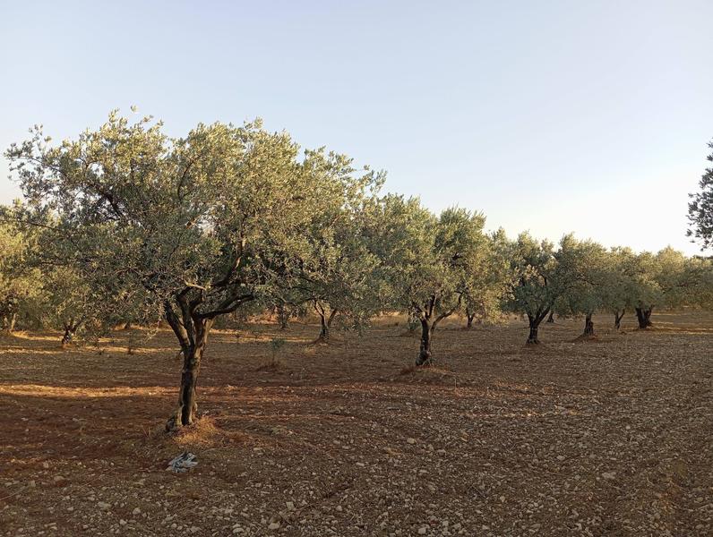 İlan Görseli https://cdn.ilanlar.com/images/l1/l2/{width}/{height}/30006865_1766819673927386486.jpg