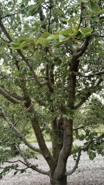 İlan Görseli https://cdn.ilanlar.com/images/l1/l2/{width}/{height}/30007048_1767302533773830878.jpg