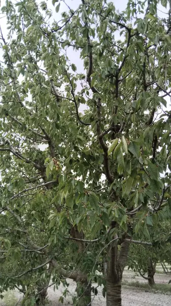 İlan Görseli https://cdn.ilanlar.com/images/l1/l2/{width}/{height}/30007048_1767302535281802295.jpg