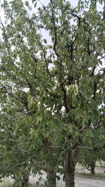 İlan Görseli https://cdn.ilanlar.com/images/l1/l2/{width}/{height}/30007048_1767302535281802295.jpg