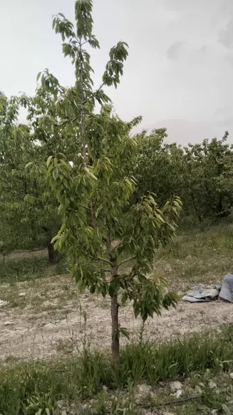 İlan Görseli https://cdn.ilanlar.com/images/l1/l2/{width}/{height}/30007048_1767302536696222641.jpg