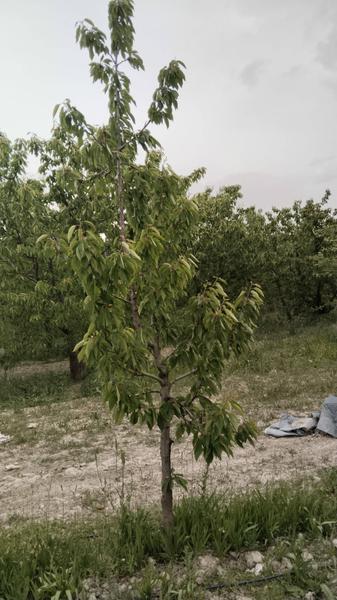 İlan Görseli https://cdn.ilanlar.com/images/l1/l2/{width}/{height}/30007048_1767302536696222641.jpg