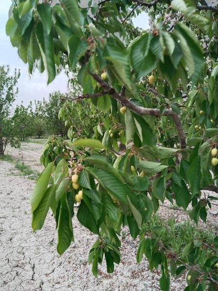 İlan Görseli https://cdn.ilanlar.com/images/l1/l2/{width}/{height}/30007048_1767302538870219759.jpg