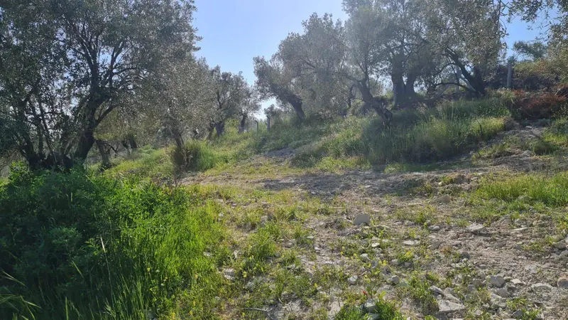 İlan Görseli https://cdn.ilanlar.com/images/l1/l2/{width}/{height}/30007107_1767469738564945846.jpg