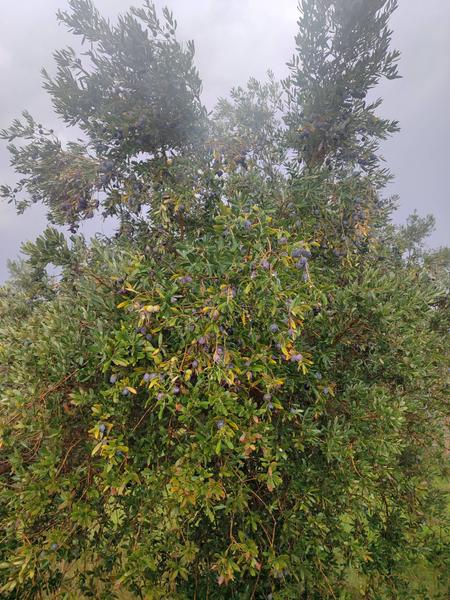 İlan Görseli https://cdn.ilanlar.com/images/l1/l2/{width}/{height}/30007178_1767642179819900824.jpg