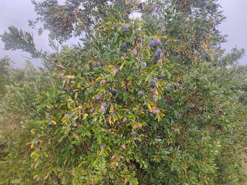 İlan Görseli https://cdn.ilanlar.com/images/l1/l2/{width}/{height}/30007178_1767642181735374339.jpg