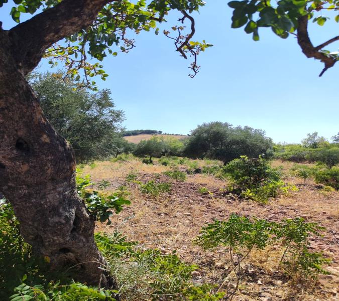 İlan Görseli https://cdn.ilanlar.com/images/l1/l2/{width}/{height}/30007193_1767650062428688542.jpg