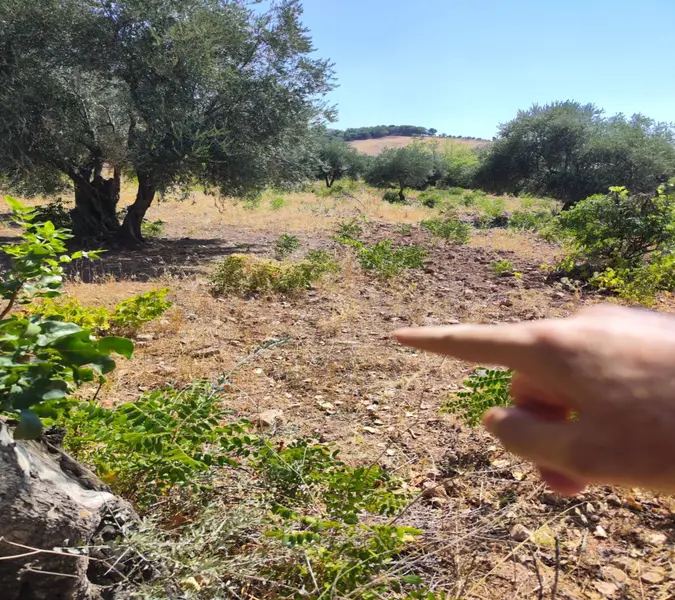 İlan Görseli https://cdn.ilanlar.com/images/l1/l2/{width}/{height}/30007193_1767650068757806073.jpg