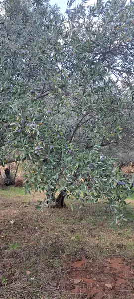 yerkesik merkezde satılık zeytinlik