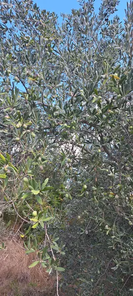 İlan Görseli 2