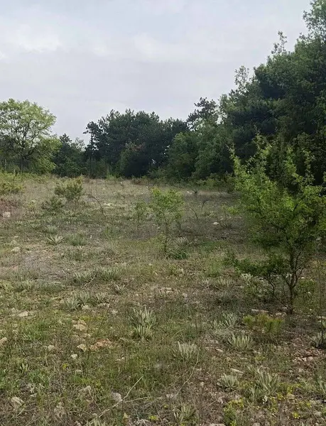 İlan Görseli https://cdn.ilanlar.com/images/l1/l2/{width}/{height}/30007354_1768055633952996817.jpg