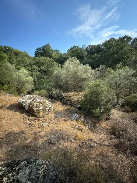 İlan Görseli https://cdn.ilanlar.com/images/l1/l2/{width}/{height}/30007357_1768056430164127953.jpg