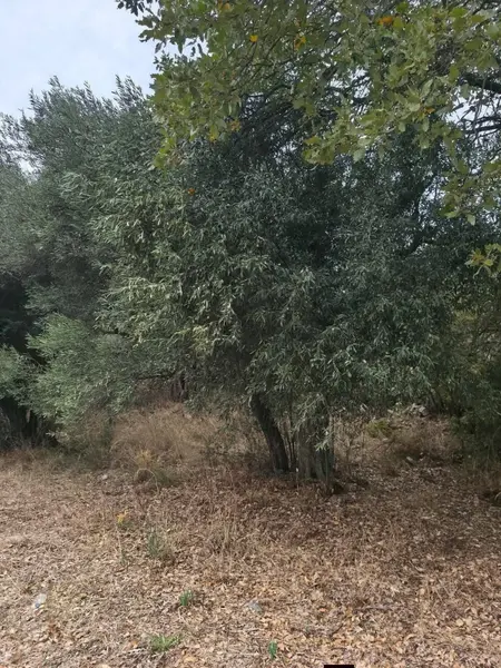 İlan Görseli 3