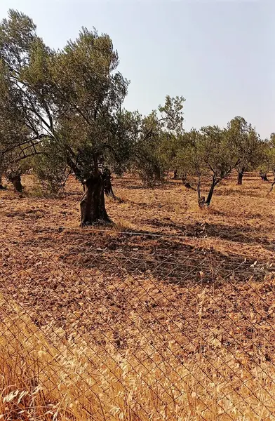 İlan Görseli 2