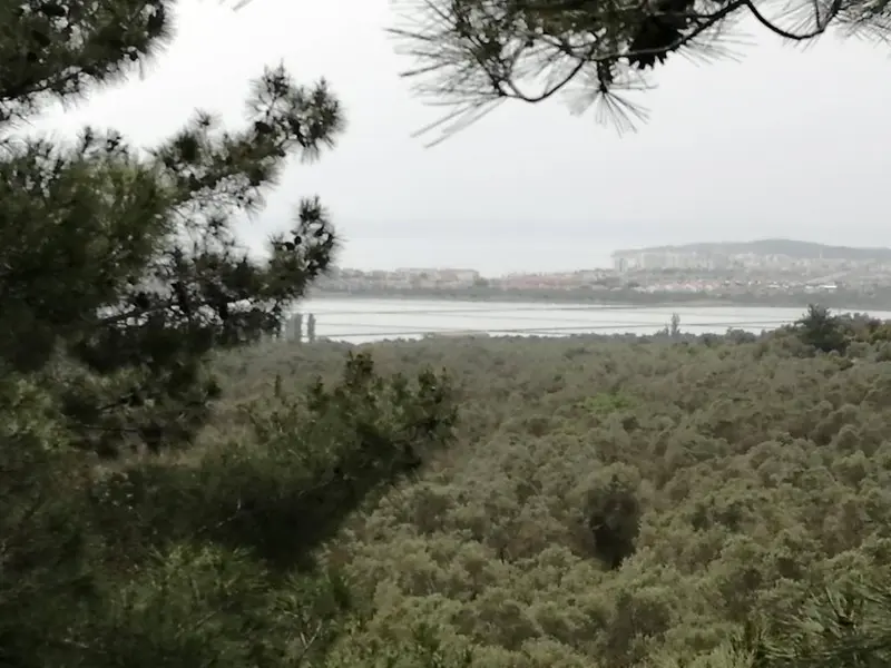 Ayvalık Tuz gölüne Yakın Deniz ve Göl Manzaralı Zeytinlik