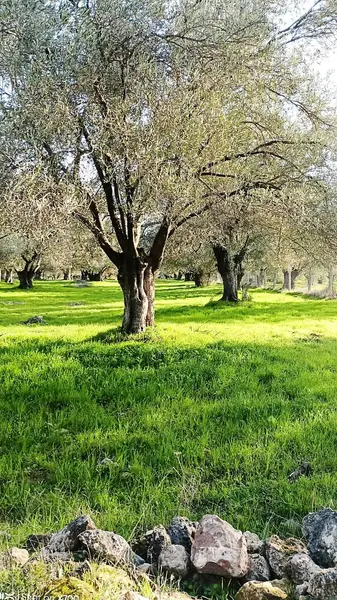 Ayvalık Mutluköy'e yakın yola cepheli