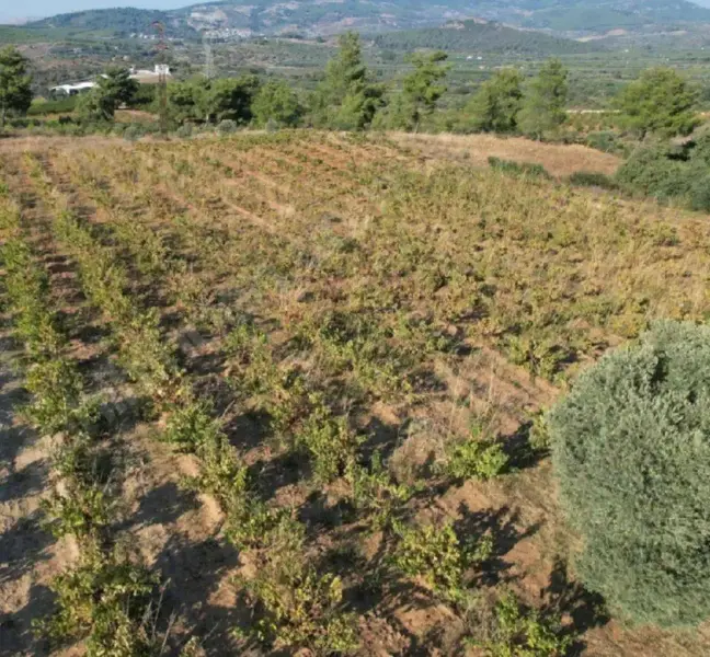 İlan Görseli 2