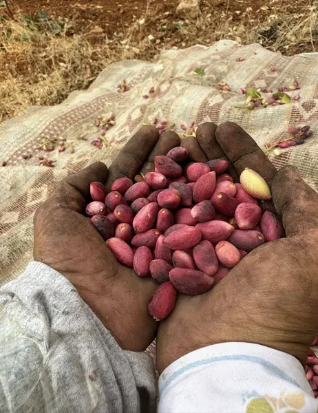 Taşlıca fıstık tarlası