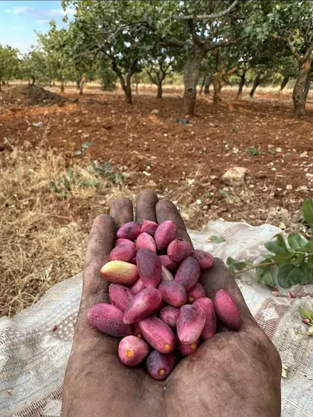 İlan Görseli 3