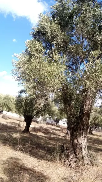 İlan Görseli 2